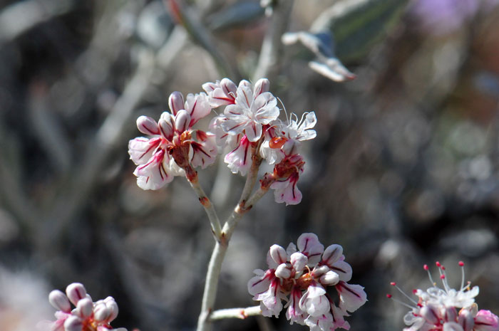 Eriogonum wrightii, Wright Buckwheat